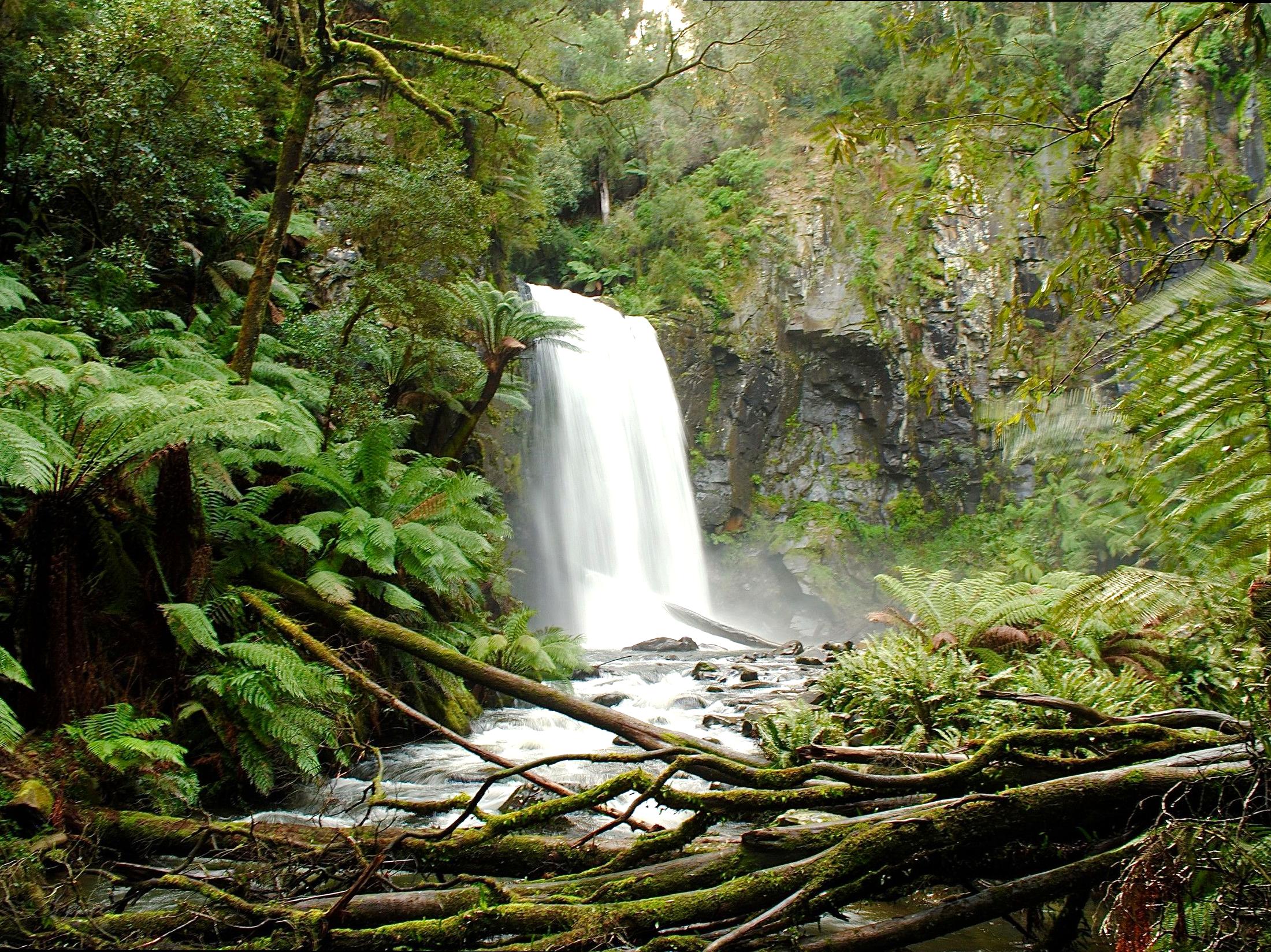 texomahamarama | Hopetoun Falls: Spectacular Waterfall Near Beech Forest