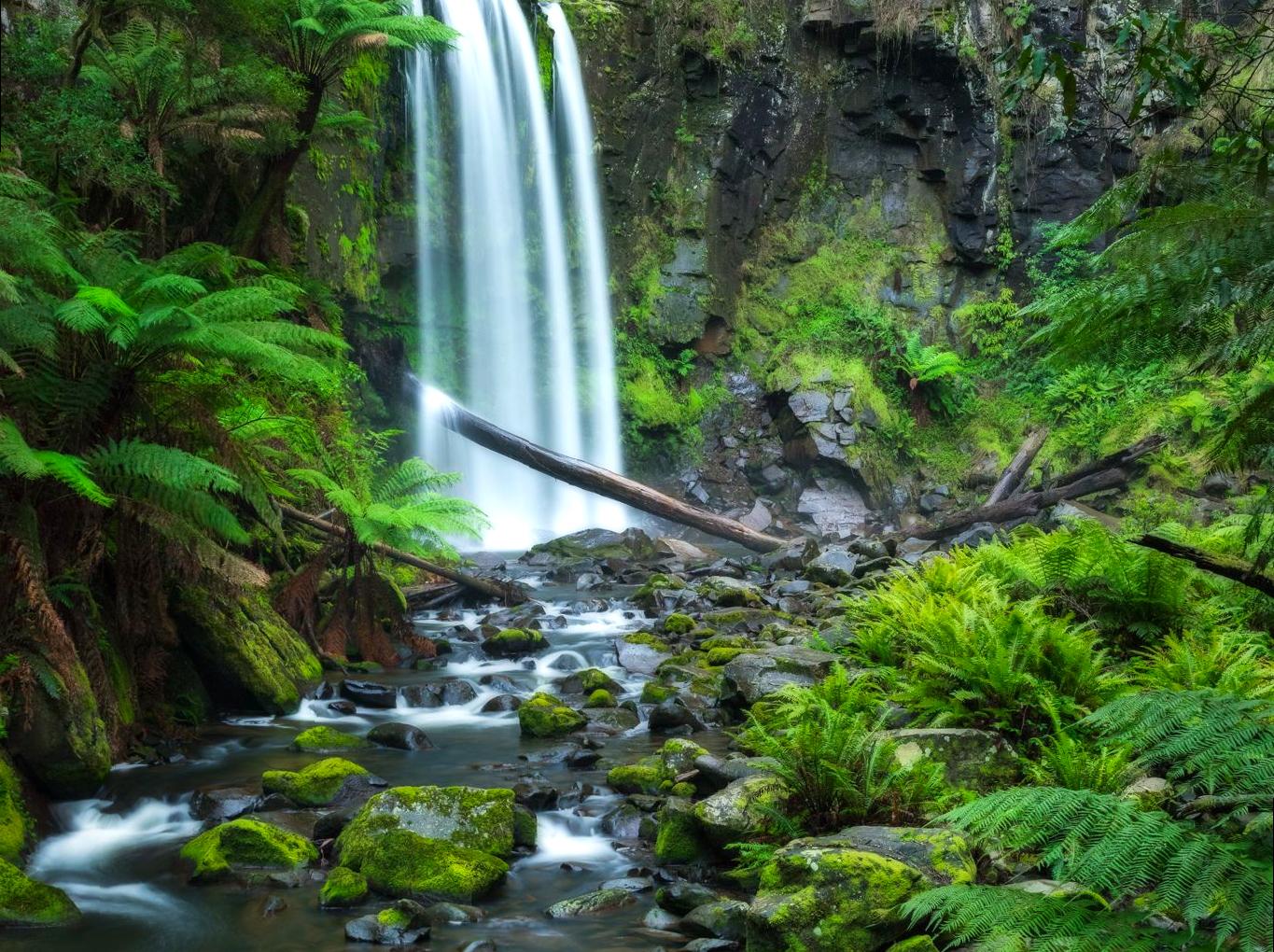 texomahamarama | Hopetoun Falls: Spectacular Waterfall Near Beech Forest