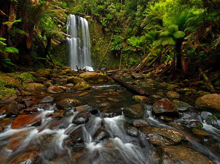 Beauchamp Falls: Scenic Waterfall in the Otways